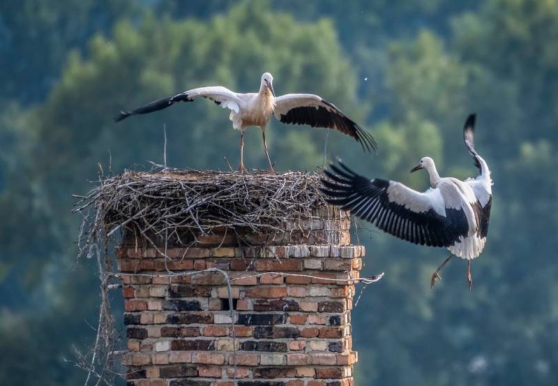Professional Chimney Animal Removal Services in Needham, Massachusetts