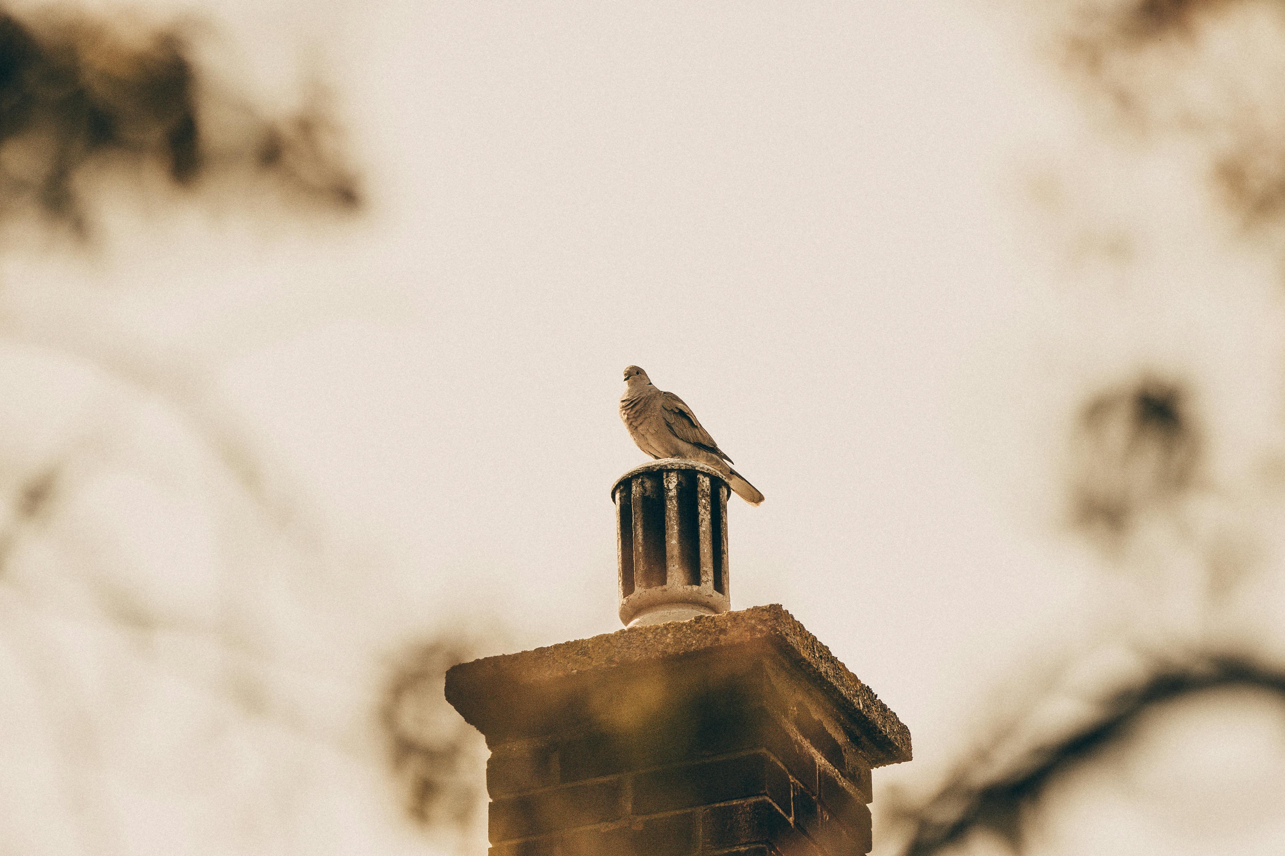 Expert Chimney Cap Installation in Needham, Massachusetts